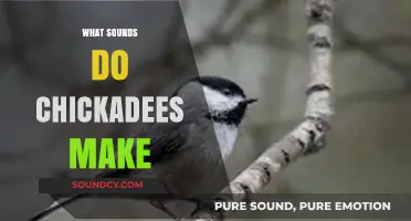 Chickadees' Charming Calls: Decoding Their Unique Sounds and Meanings