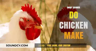 Clucks, Chirps, and More: Decoding the Sounds Chickens Make