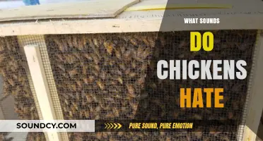 Unwanted Noises: Sounds That Irritate and Disturb Your Chickens