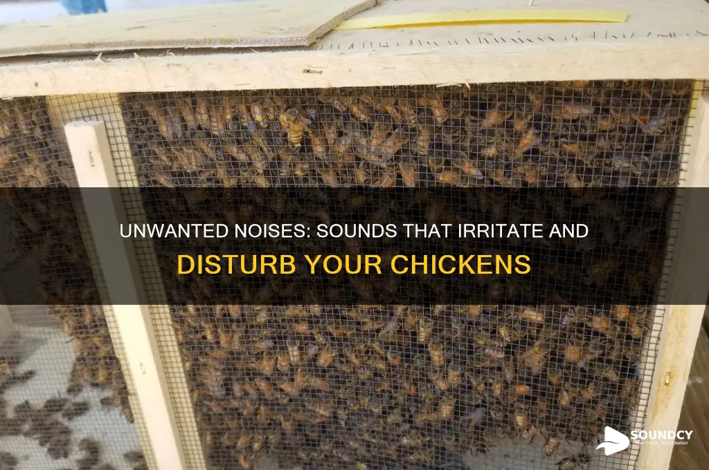 what sounds do chickens hate
