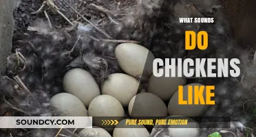 Clucks and Tunes: Exploring the Sounds Chickens Love to Hear