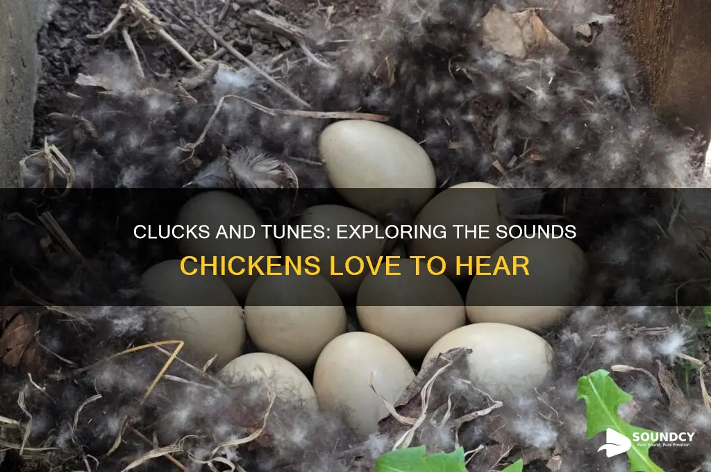 what sounds do chickens like