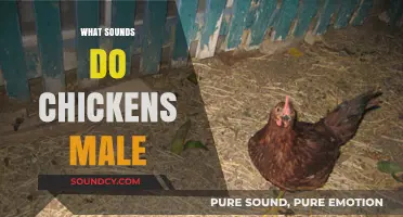 Understanding the Unique Sounds Made by Male Chickens: A Guide