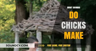 Understanding the Adorable Sounds Chicks Make: A Beginner's Guide