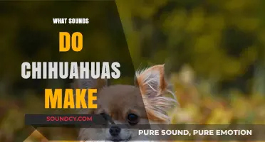 Chihuahua Sounds: Barking, Whining, and Unique Vocalizations Explained