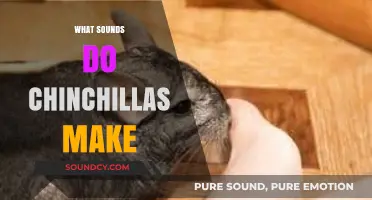 Chinchilla Noises: Understanding the Sounds Your Pet Makes