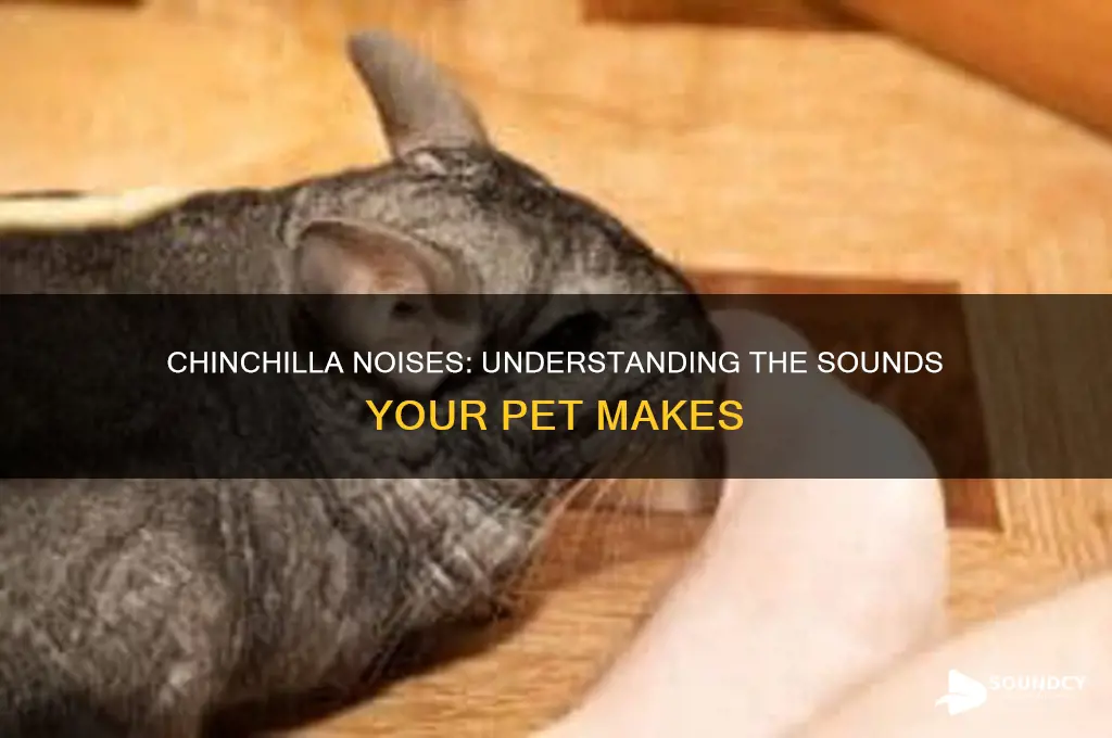 what sounds do chinchillas make