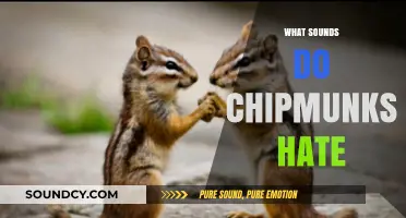 Unwanted Noises: Sounds That Drive Chipmunks Away from Your Garden