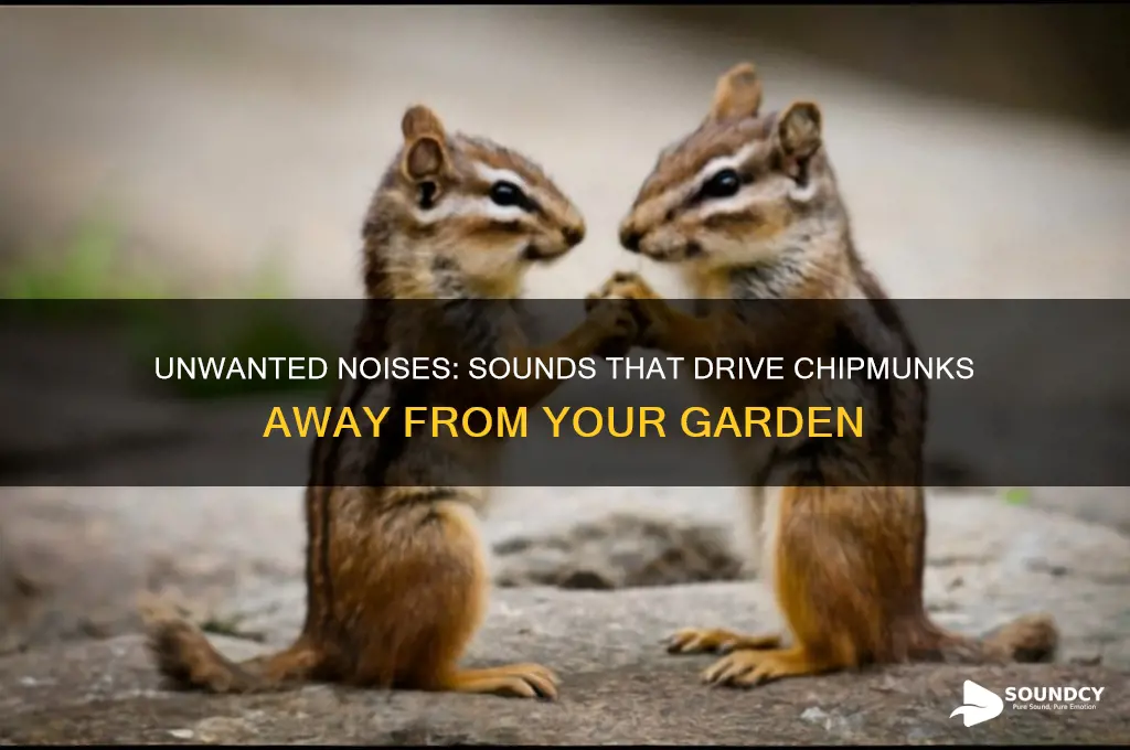 what sounds do chipmunks hate