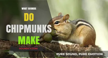 Chipmunk Chatter: Decoding the Unique Sounds of These Tiny Rodents