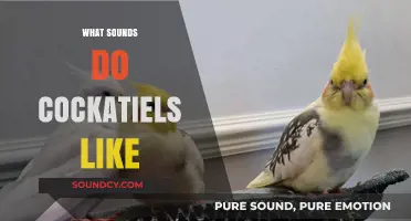 Cockatiel Favorites: Sounds That Delight and Engage Your Feathered Friend