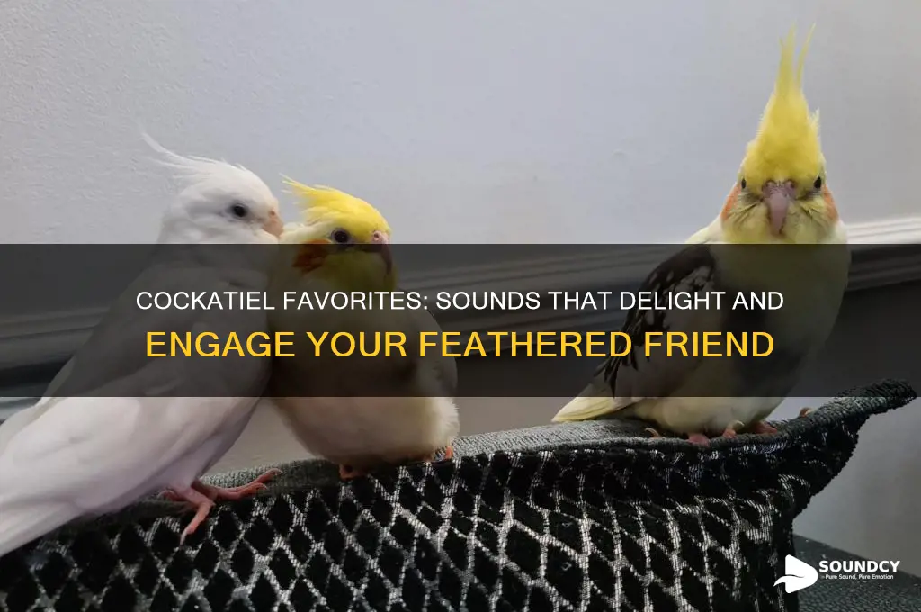 what sounds do cockatiels like