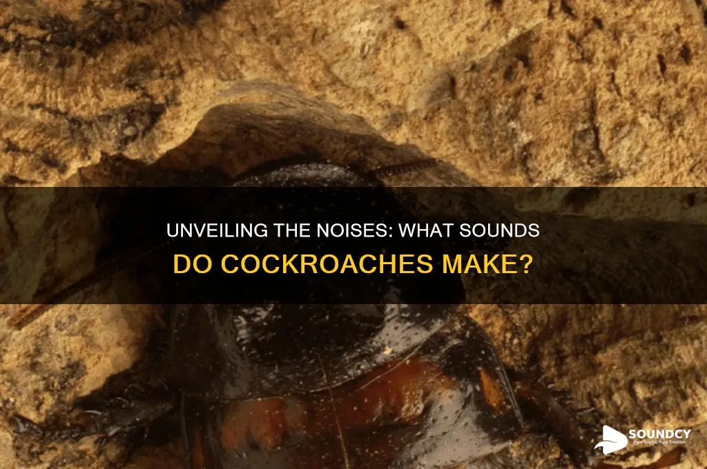 what sounds do cockroaches make