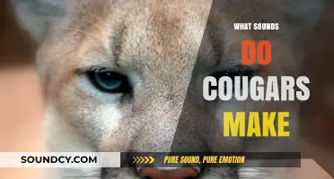 Unveiling the Mysterious Vocalizations: What Sounds Do Cougars Make?