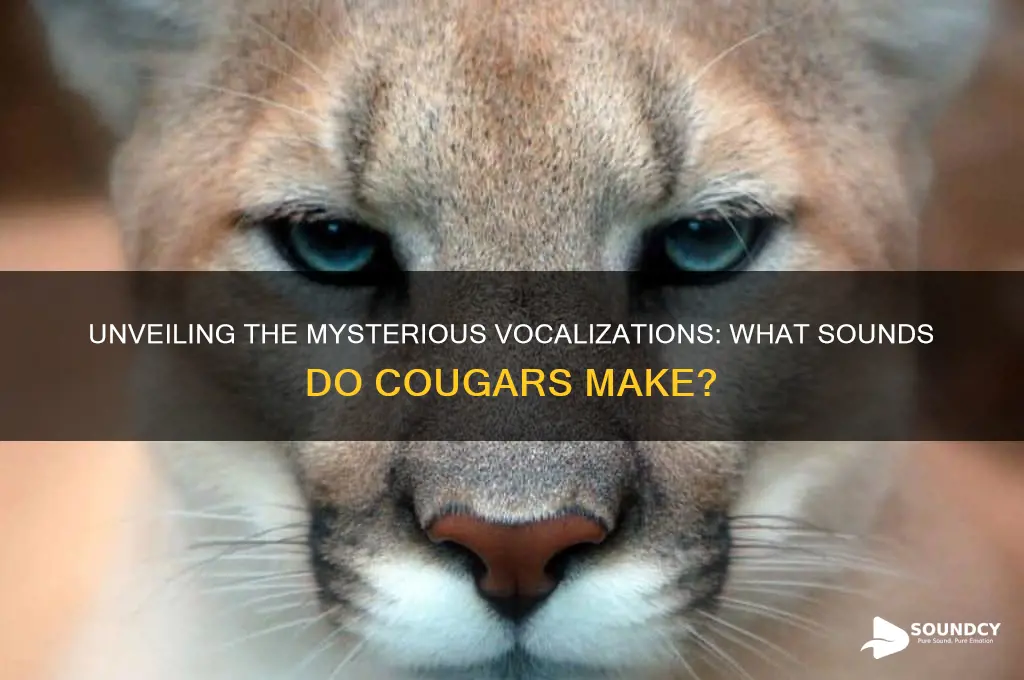 what sounds do cougars make
