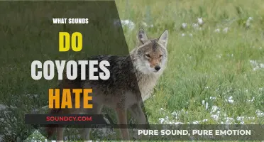 Effective Deterrent Sounds: What Noises Keep Coyotes Away from Your Property?