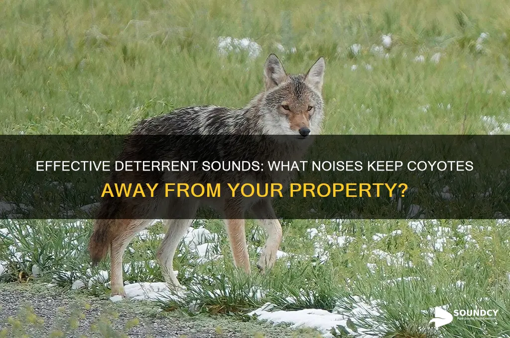 what sounds do coyotes hate