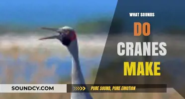 Unveiling the Unique Vocalizations: What Sounds Do Cranes Make?