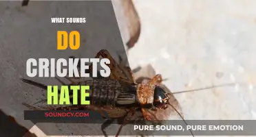 Unwanted Chirps: Discovering the Sounds That Deter Crickets Effectively
