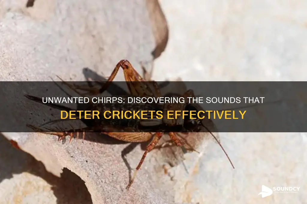 what sounds do crickets hate