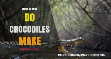 Unveiling the Mysterious Vocalizations: What Sounds Do Crocodiles Make?
