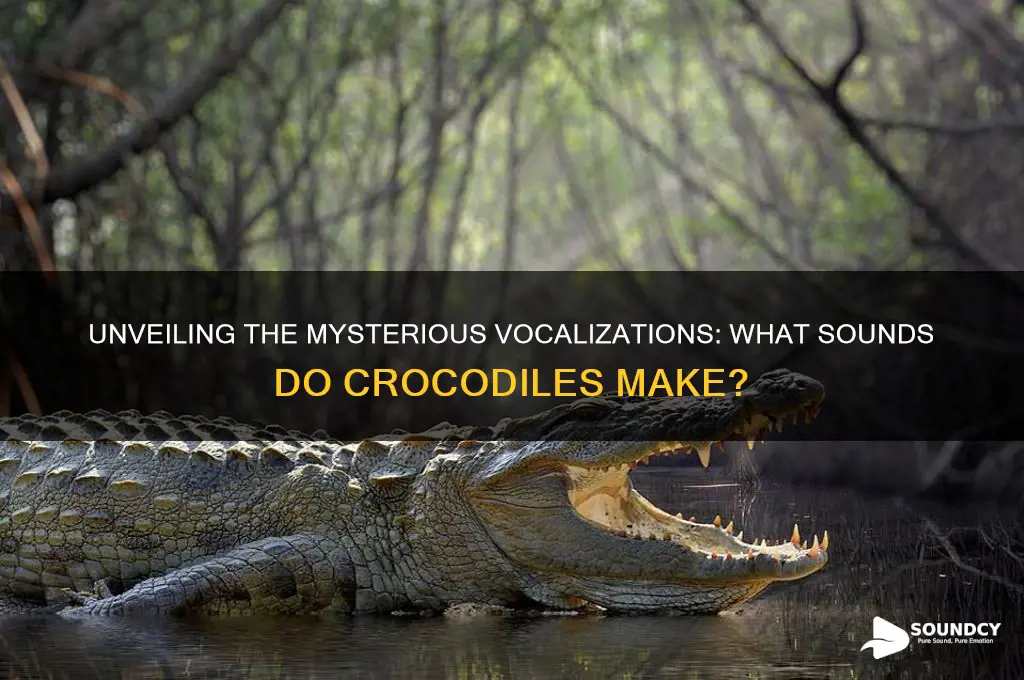 what sounds do crocodiles make
