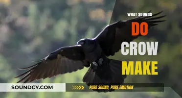 Unraveling the Mystery: What Sounds Do Crows Make and Why?