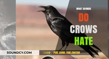 Unwanted Noises: Discovering the Sounds That Drive Crows Away
