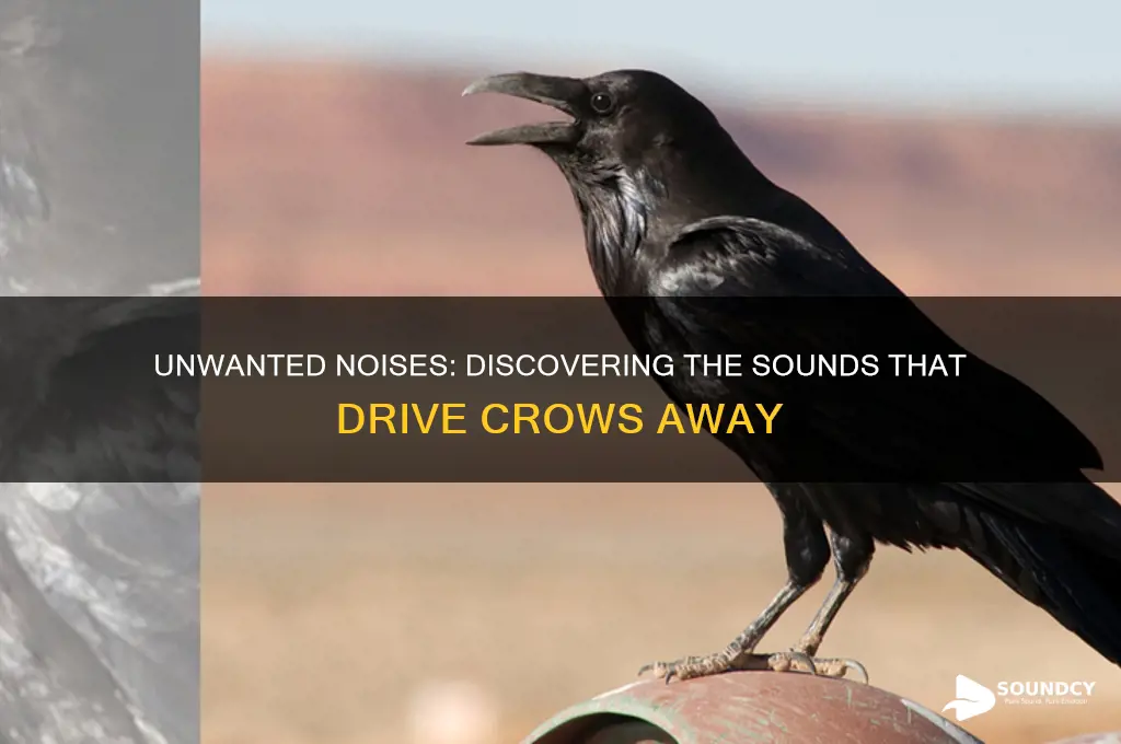what sounds do crows hate