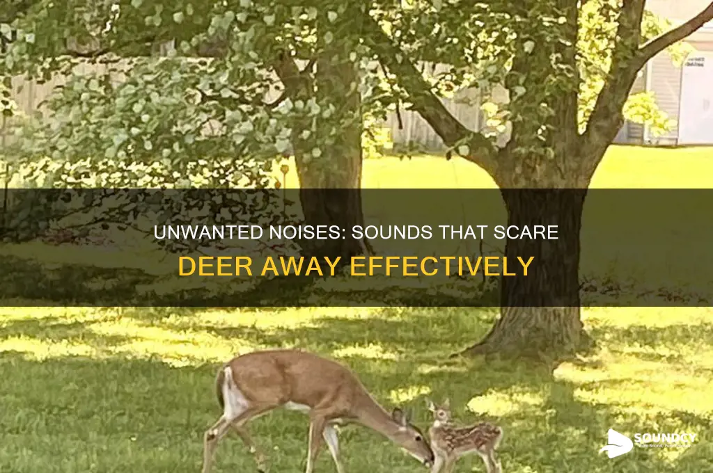 what sounds do deer hate