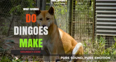 Unveiling the Unique Vocalizations: What Sounds Do Dingoes Make?