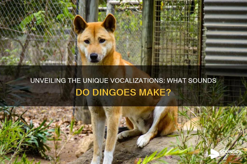 what sounds do dingoes make