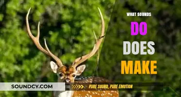 Understanding the Vocalizations: What Sounds Do Does Make in Nature?