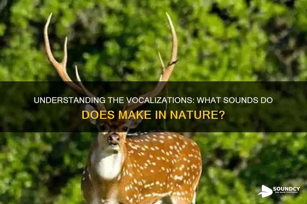 what sounds do does make