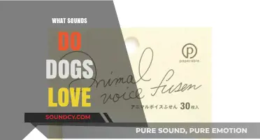 What Sounds Do Dogs Love? Exploring Canine Auditory Preferences