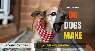 Understanding the Unique Sounds Dogs Make and What They Mean