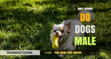 Understanding the Vocalizations: What Sounds Do Male Dogs Make?