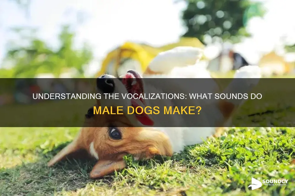 what sounds do dogs male