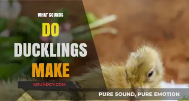 Quacking Up: Exploring the Adorable Sounds of Ducklings