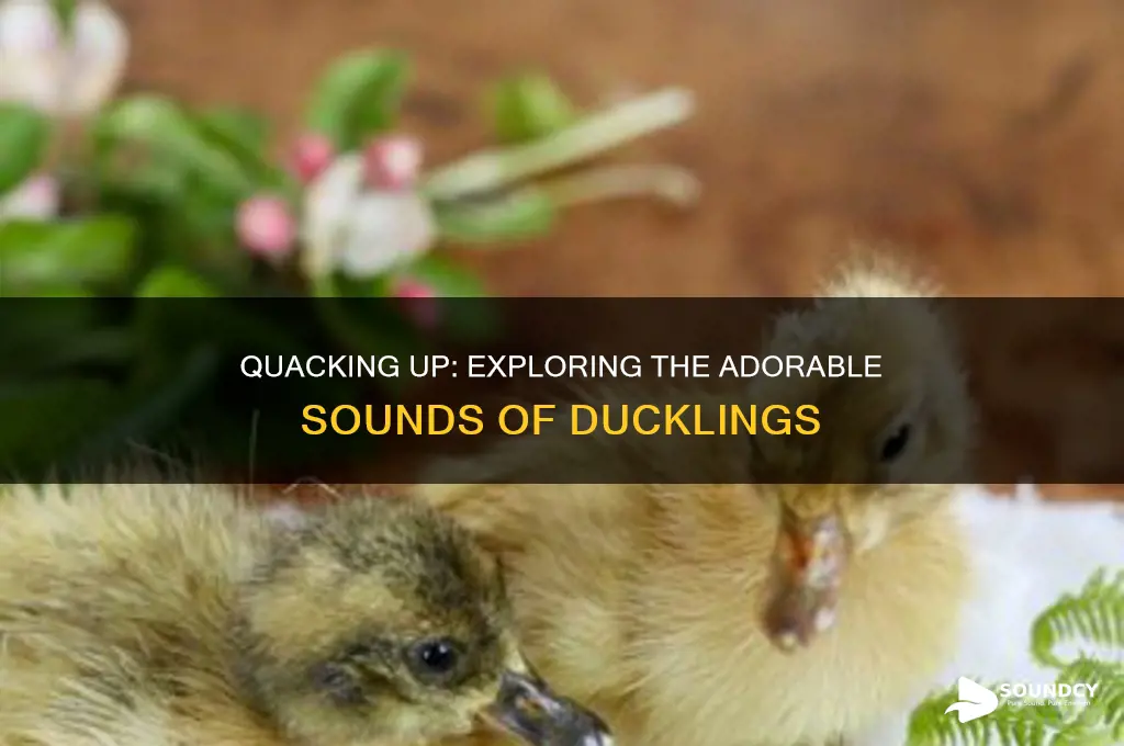 what sounds do ducklings make