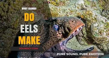 Unveiling the Mystery: What Sounds Do Eels Make in Water?