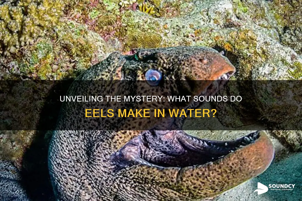 what sounds do eels make