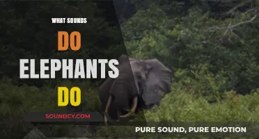Unveiling the Majestic Sounds: How Elephants Communicate in the Wild