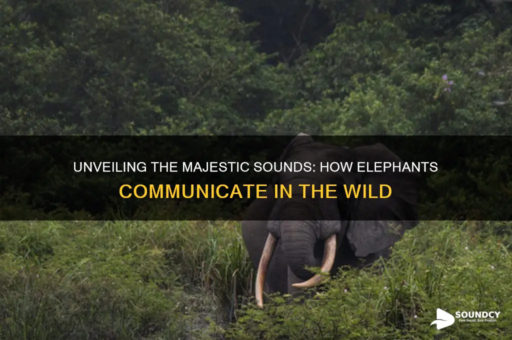 what sounds do elephants do