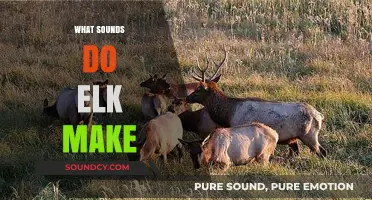 Unveiling the Unique Vocalizations: What Sounds Do Elk Make?