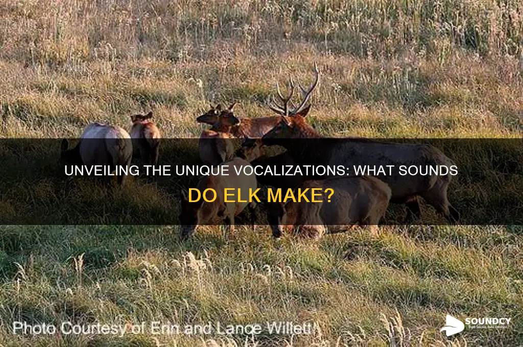 what sounds do elk make