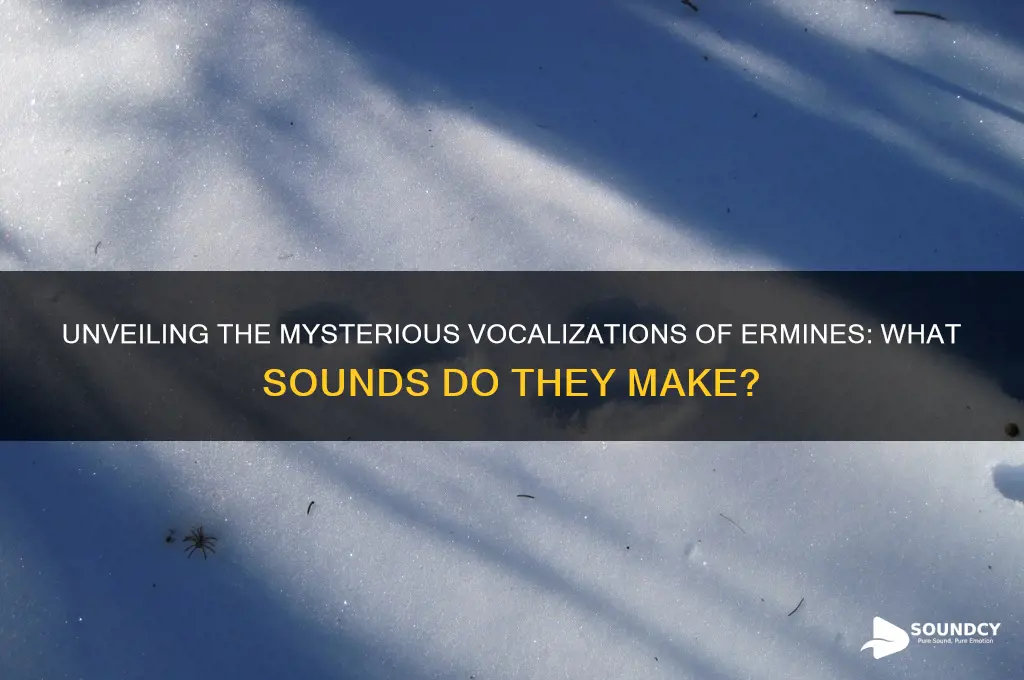 what sounds do ermines make