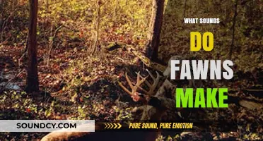 Unveiling the Gentle Calls: What Sounds Do Fawns Make?
