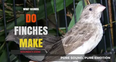 Exploring the Enchanting Songs and Calls of Finches in Nature