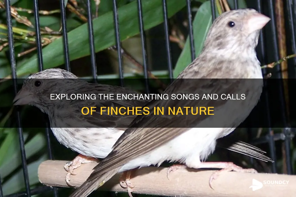 what sounds do finches make